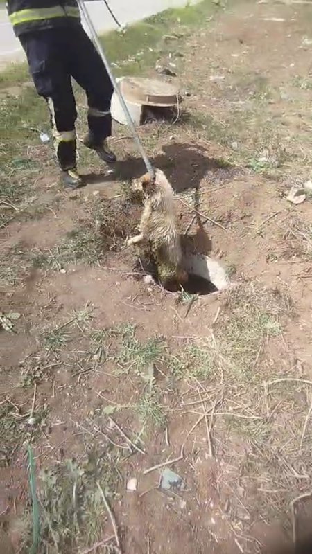 Fosseptik çukurundan gelen köpek sesi itfaiye ekiplerini harekete geçirdi