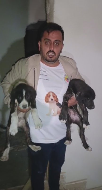 Yıkılacak binadaki yavru köpekleri kurtaran hayvansever yürekleri ısıttı