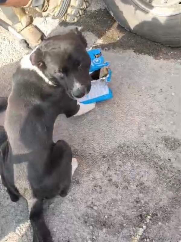 Mahsur kalan köpeklerin yardımına itfaiye yetişti