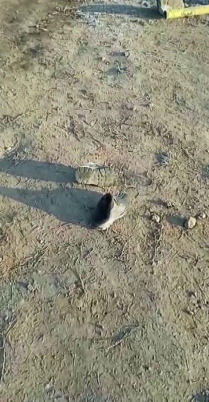 Genç şoföre mezar olan tırın görüntüsü ortaya çıktı