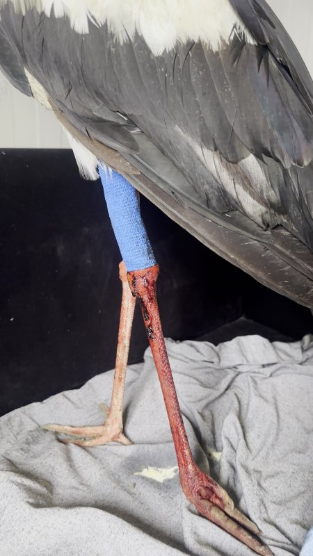 Kuş gözlemcisi Erol Yüksek, 