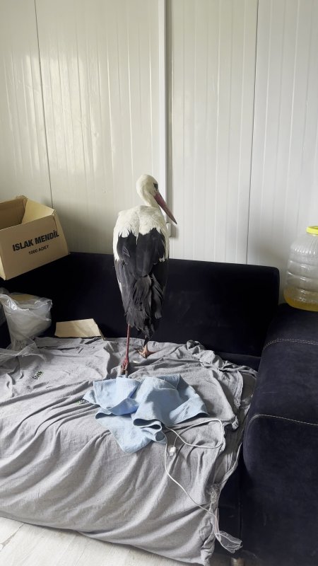 Kuş gözlemcisi Erol Yüksek, 