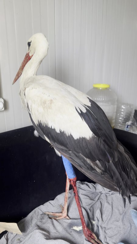 Kuş gözlemcisi Erol Yüksek, 