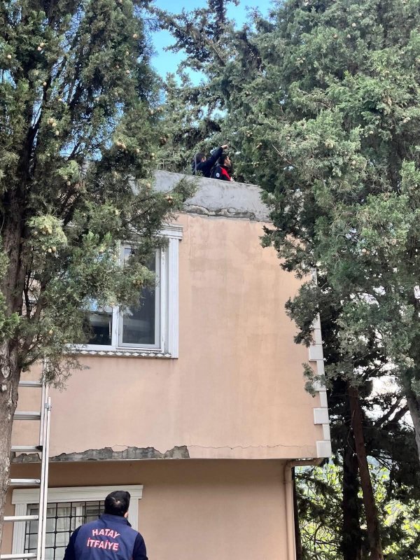 Defne'de ağaçta mahsur kalan kediyi itfaiye kurtardı