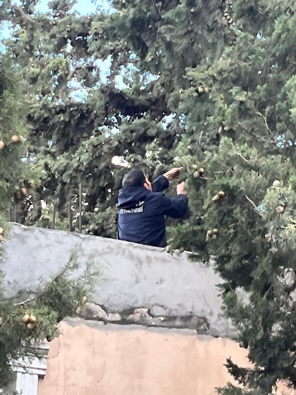 Defne'de ağaçta mahsur kalan kediyi itfaiye kurtardı