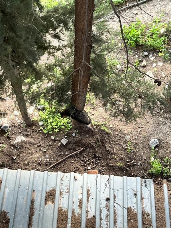 Defne'de ağaçta mahsur kalan kediyi itfaiye kurtardı