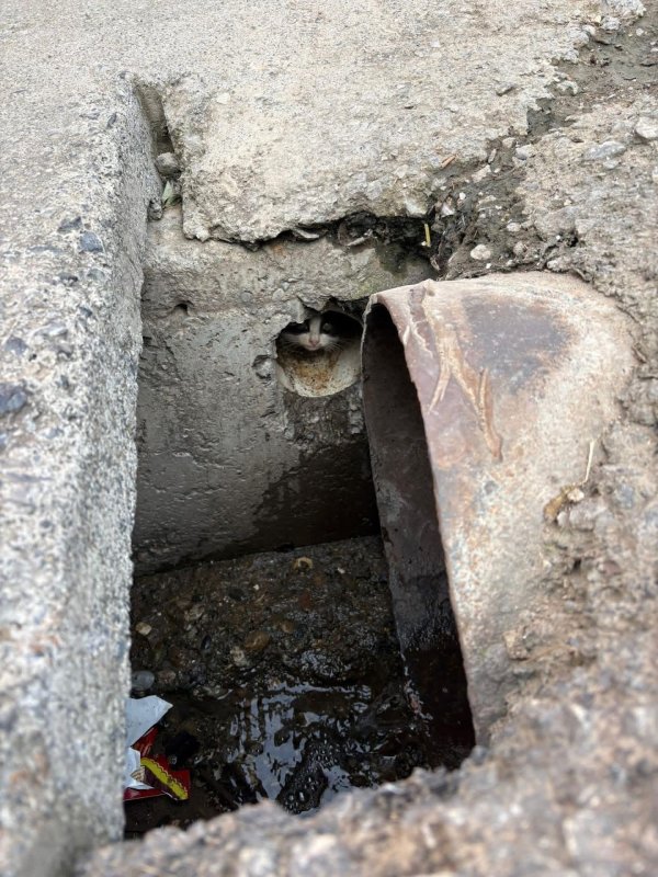 HATAY (İHA) - Hatay'ın İskenderun ilçesinde rögar borusuna düşerek mahsur kalan yavru kediler ekiplerin çalışmasıyla kurtarıldı.