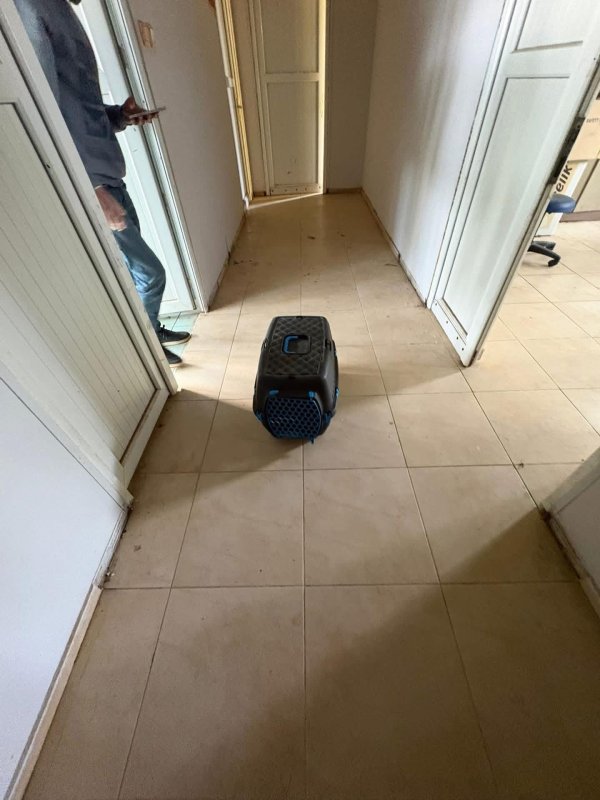 HATAY (İHA) - Hatay'ın İskenderun ilçesinde rögar borusuna düşerek mahsur kalan yavru kediler ekiplerin çalışmasıyla kurtarıldı.