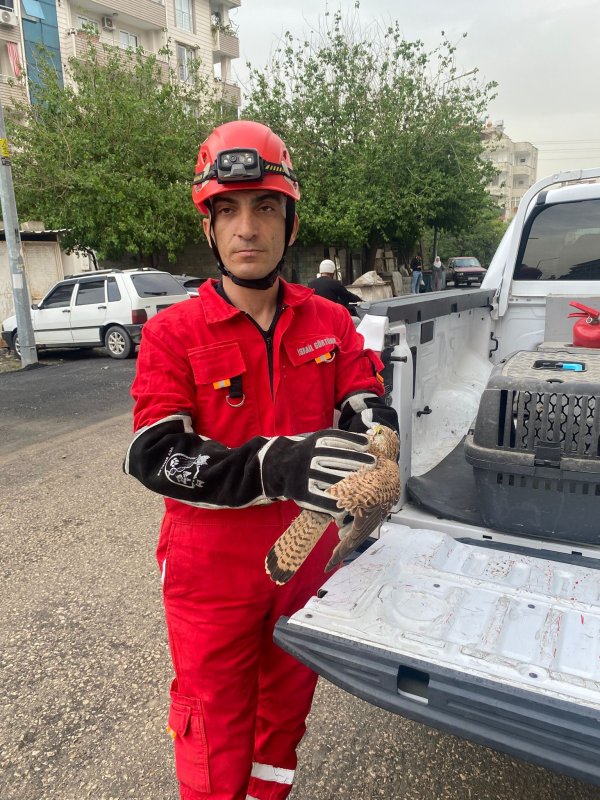  HATAY (İHA) - Hatay'ın Dörtyol ilçesinde bir aracın içine sığınan yaralı atmaca, itfaiye ekiplerinin müdahalesiyle kurtarılarak koruma altına alındı.