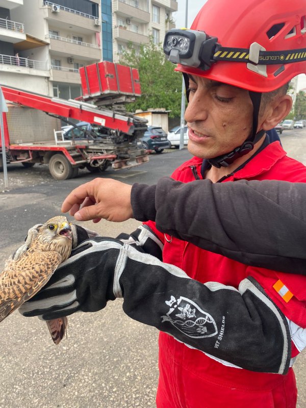  HATAY (İHA) - Hatay'ın Dörtyol ilçesinde bir aracın içine sığınan yaralı atmaca, itfaiye ekiplerinin müdahalesiyle kurtarılarak koruma altına alındı.