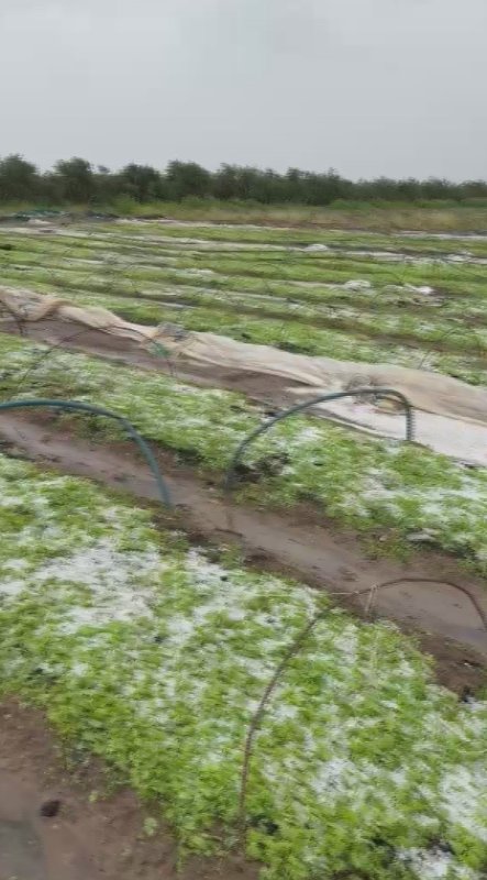 Hatay'da Dolu Zararı: Tarım Arazileri Zarar Gördü