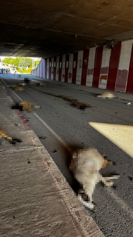 Otomobil sürüye daldı, 17 koyun telef oldu