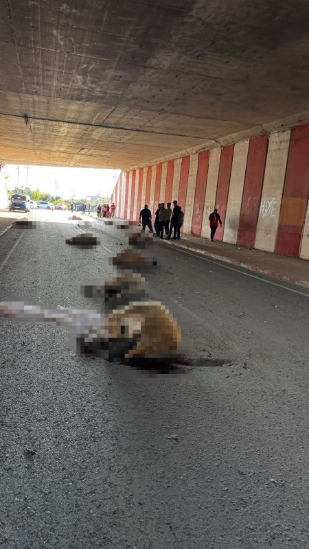 Otomobil sürüye daldı, 17 koyun telef oldu