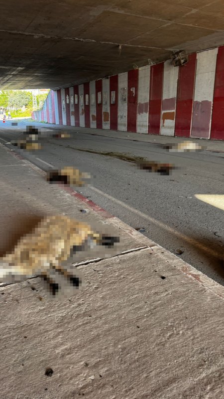 Otomobil sürüye daldı, 17 koyun telef oldu