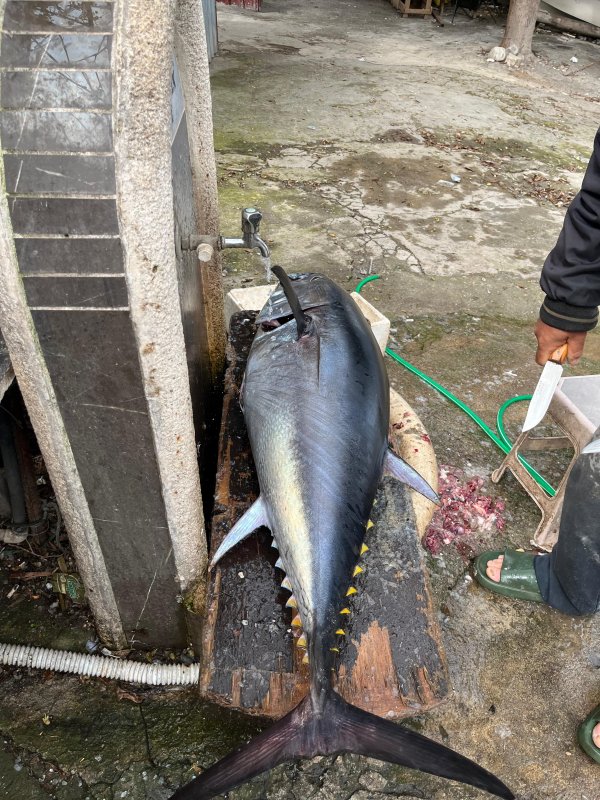 Tuttuğu devasa balıkla sevinç yaşayan öğretmenin mutluluğu yazılan cezayla yarıda kaldı