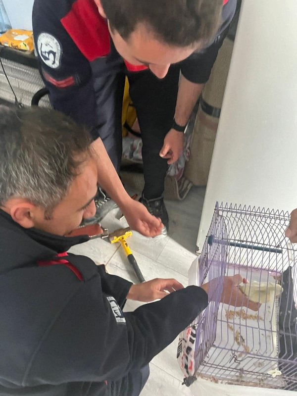 Antakya'da profil demirine sıkışan kuş kurtarıldı
