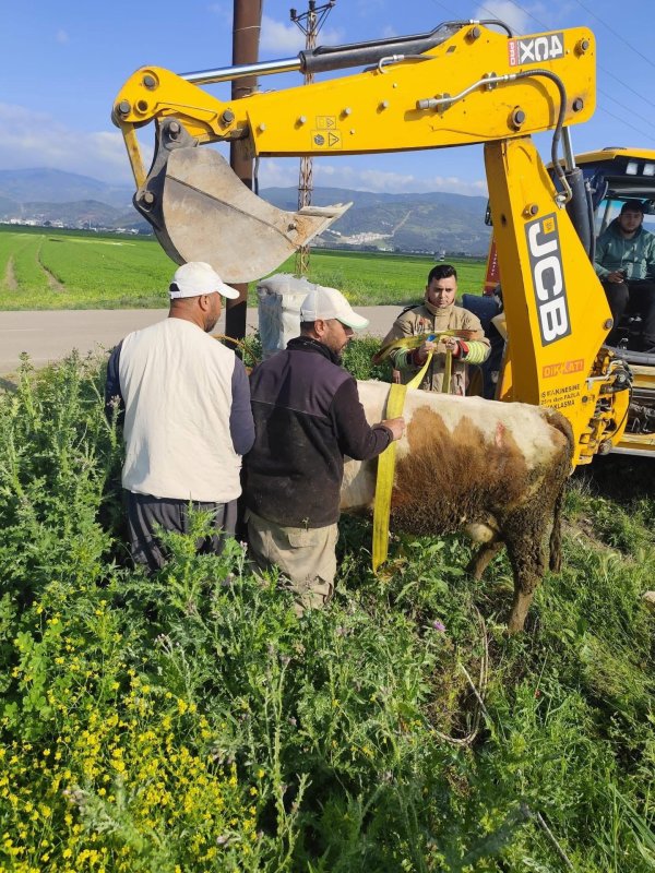 Antakya’da kuyuya düşen büyükbaş hayvan kurtarıldı