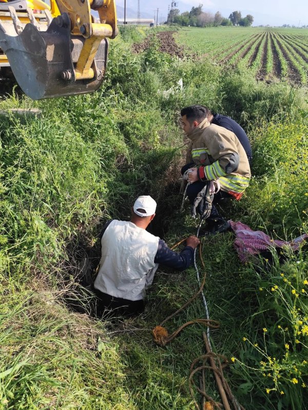 Antakya’da kuyuya düşen büyükbaş hayvan kurtarıldı