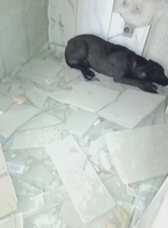 Canını hiçe sayan hayvanseverin ağır hasarlı binadan köpeği kurtardığı anlar kamerada