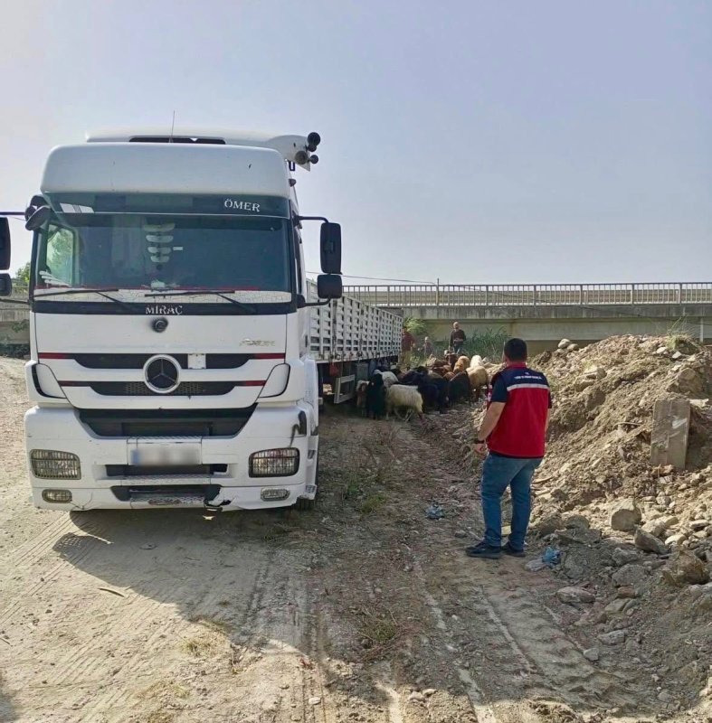 Hatay’da Kurban Bayramı öncesi hayvan sevkiyatlarına sıkı denetim (Fotoğraflı) İlayda Korkmaz HATAY (İHA) - Hatay'da yaklaşan Kurban Bayramı öncesinde bulaşıcı hayvan hastalıklarının önlenmesi, yetiştiricilerin mağduriyet yaşamaması ve olası salgın risklerinin engellenmesi amacıyla denetimler aralıksız sürdürülüyor. İlçe müdürlüklerine bağlı denetim personelleri tarafından yürütülen çalışmalarda, yol kontrolleri ile hayvan satış yerlerine yönelik denetimler titizlikle gerçekleştiriliyor. Yapılan kontrollerde belgesiz ve kaçak hayvan nakillerinin tespit edilmesi halinde, 5996 Sayılı "Veteriner Hizmetleri, Bitki Sağlığı, Gıda ve Yem Kanunu" kapsamında idari para cezaları uygulandığı bildirildi. Yetkililer, denetimlerin Kurban Bayramı sonuna kadar il genelinde devam edeceğini belirtti.