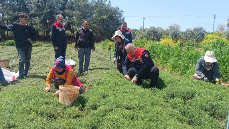 İL MÜDÜRÜ TÜRKMEN ZAHTER HASAT ETTİ 