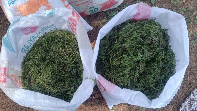 İL MÜDÜRÜ TÜRKMEN ZAHTER HASAT ETTİ 