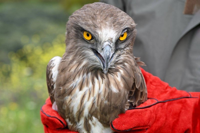  Hatay MKÜ’de tedavi Edilen 10 Yabani Kuş Özgürlüğüne Kavuştu 