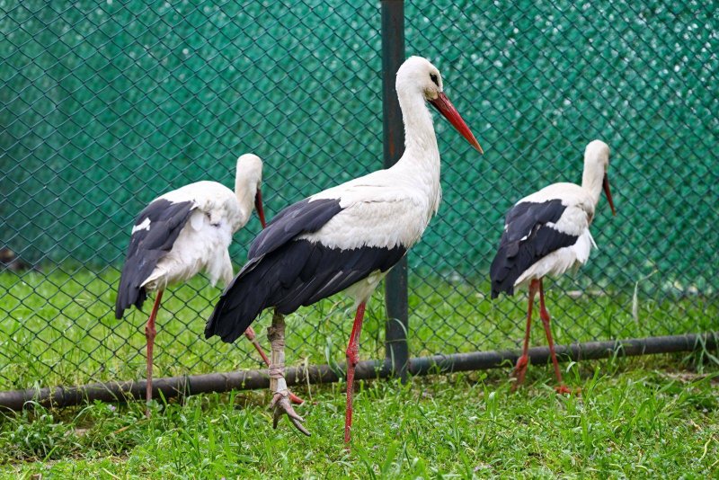  Hatay MKÜ’de tedavi Edilen 10 Yabani Kuş Özgürlüğüne Kavuştu 