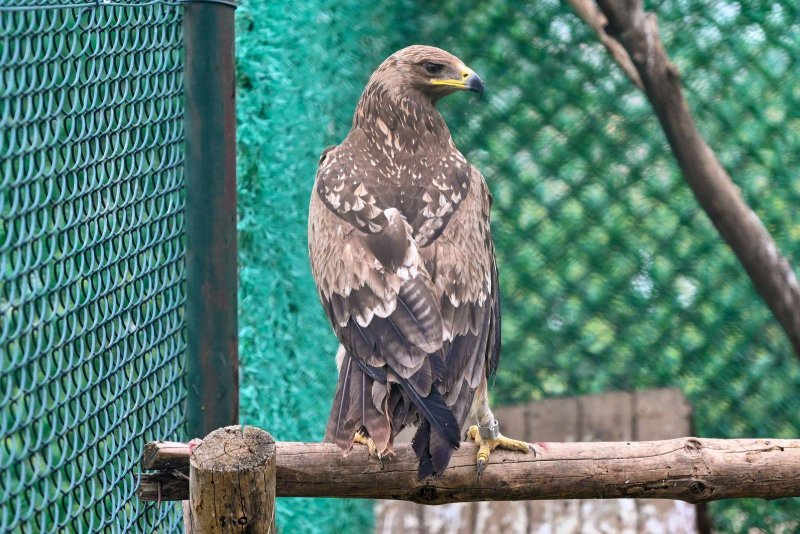  Hatay MKÜ’de tedavi Edilen 10 Yabani Kuş Özgürlüğüne Kavuştu 