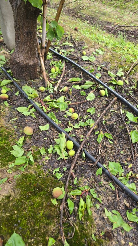 Hatay’da dolu yağışı etkili oldu