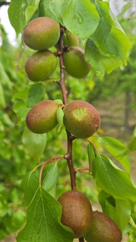 Hatay’da dolu yağışı etkili oldu