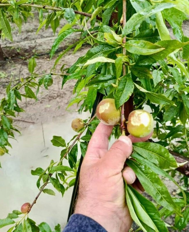 AFETİN ARDINDAN TARIMDA SEFERBERLİK BAŞLATILDI