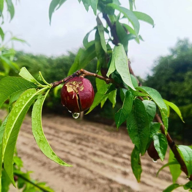 AFETİN ARDINDAN TARIMDA SEFERBERLİK BAŞLATILDI