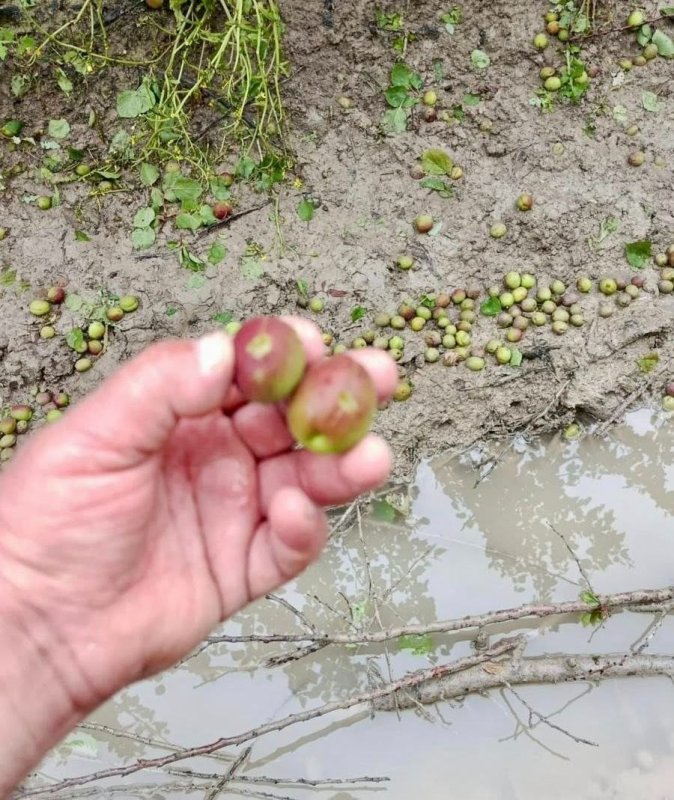 AFETİN ARDINDAN TARIMDA SEFERBERLİK BAŞLATILDI