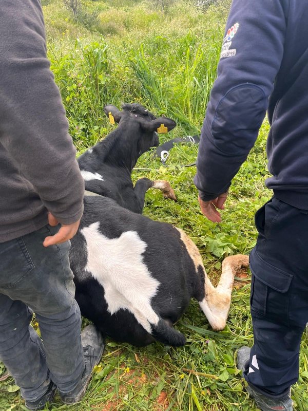 Yayladağı’nda gölete düşen ineği itfaiye kurtardı 