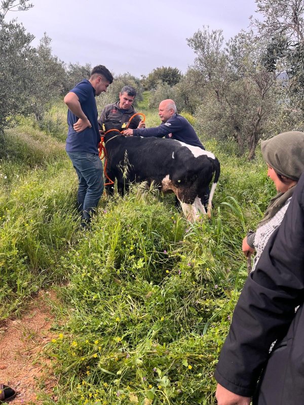 Yayladağı’nda gölete düşen ineği itfaiye kurtardı 