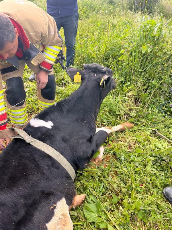 Yayladağı’nda gölete düşen ineği itfaiye kurtardı 