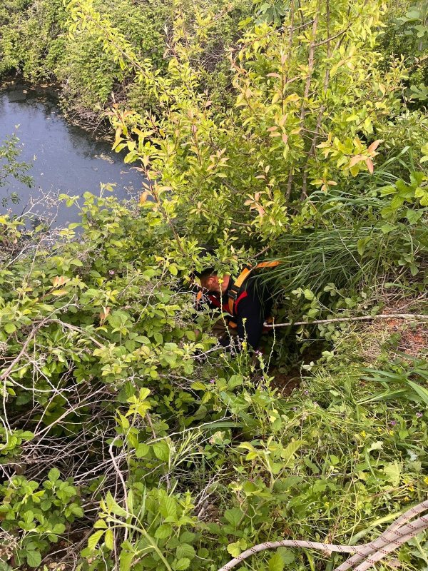 Yayladağı’nda gölete düşen ineği itfaiye kurtardı 