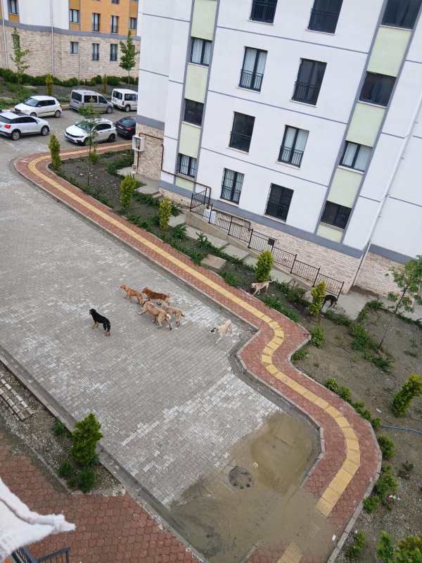 BAŞIBOŞ KÖPEK ENDİŞESİ