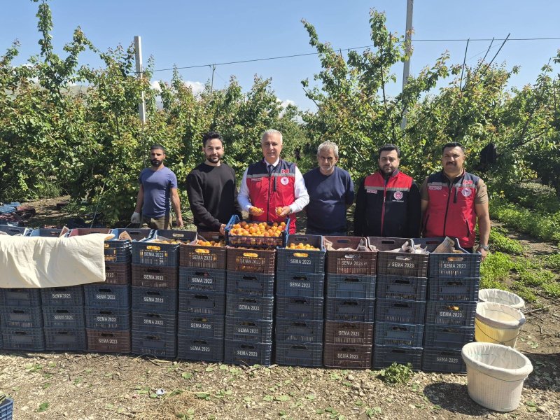 Hatay’da erkenci kayısı hasadı sürüyor 