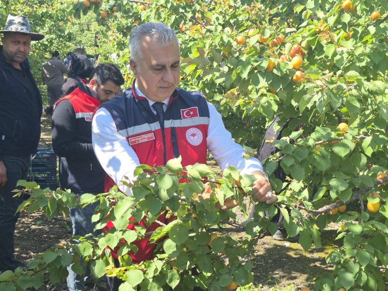 Hatay’da erkenci kayısı hasadı sürüyor 