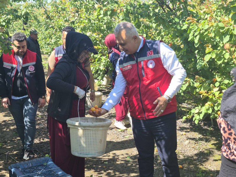 Hatay’da erkenci kayısı hasadı sürüyor 