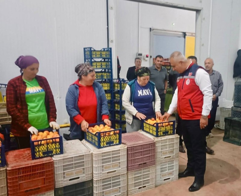 HATAY’DA KAYISI İHRACATINDA SEZON HAREKETLİLİĞİ BAŞLADI