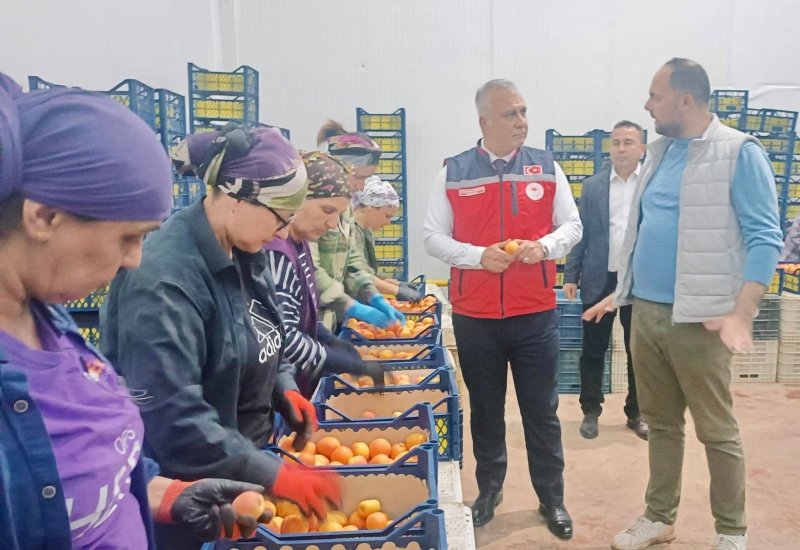HATAY’DA KAYISI İHRACATINDA SEZON HAREKETLİLİĞİ BAŞLADI