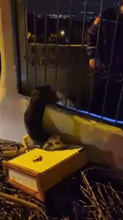 Demir korkuluklarda sıkışan köpeği itfaiye kurtardı