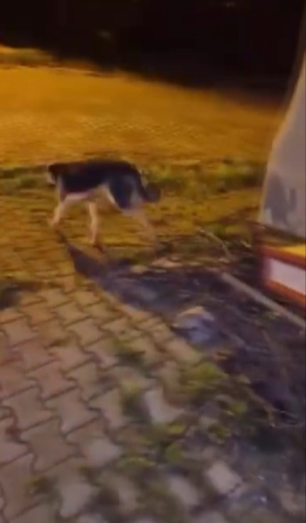 Demir korkuluklarda sıkışan köpeği itfaiye kurtardı