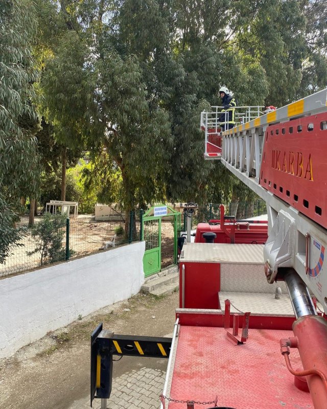 Ağaçta mahsur kalan kediyi itfaiye kurtardı (Fotoğraflı) Yakup Söylemez HATAY (İHA) - Hatay’da ağaçta mahsur kalan kedi itfaiye ekipleri tarafından kurtarıldı. Samandağ ilçesi Mızraklı Mahallesi’nde ağaçta mahsur kalan kediyi fark eden vatandaşlar durumu itfaiye ekiplerine bildirdi. Mahsur kalan kedi, itfaiye ekiplerinin müdahalesiyle sağ salim kurtarıldı. Kurtarılan kedi beslenerek doğal yaşam alanına bırakıldı.