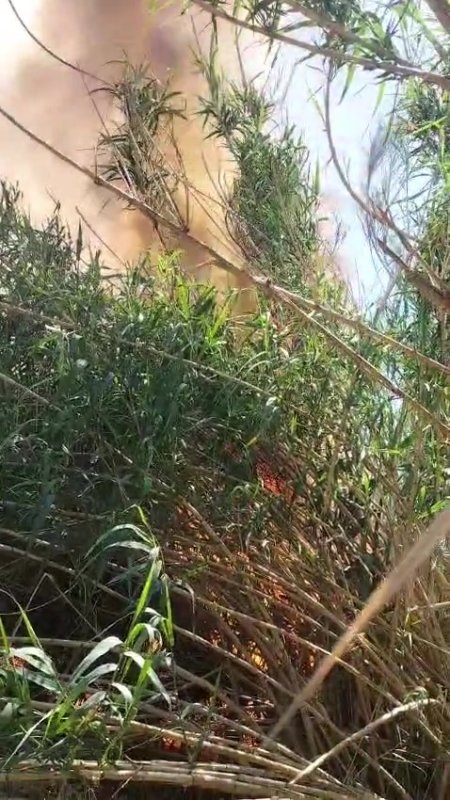 Arsuz'da sazlık yangını