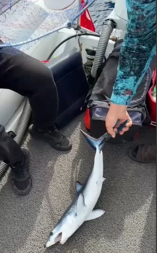 Oltasına takılan köpek balığı yavrusunu nasihat ederek denize bıraktı