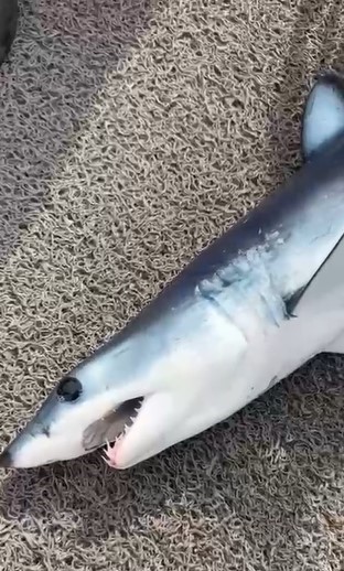 Oltasına takılan köpek balığı yavrusunu nasihat ederek denize bıraktı